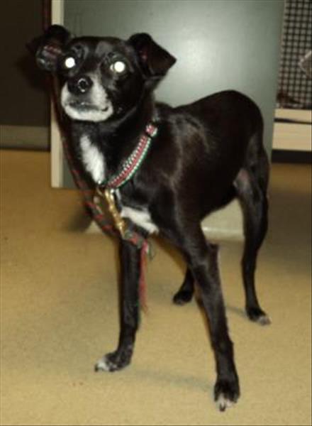 click to view animal details