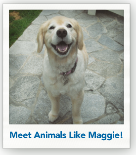 Maggie, one of our Welcome Waggin' ambassadors